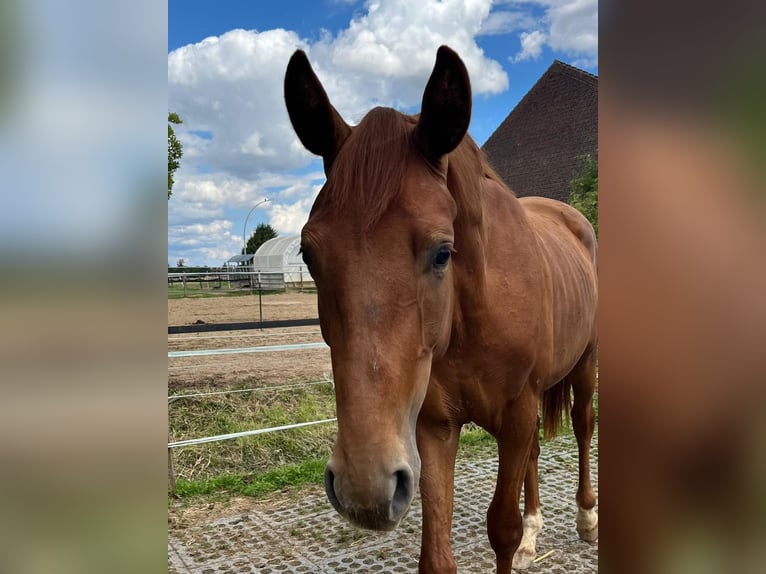 Hannover Stallone 2 Anni 169 cm Sauro in Mönchengladbach