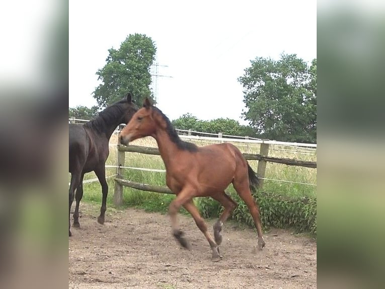 Hannover Stallone 2 Anni 170 cm Baio in Ratekau