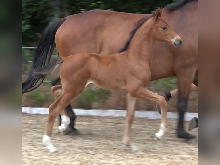 Hannover Stallone 2 Anni 170 cm Baio in Ratekau