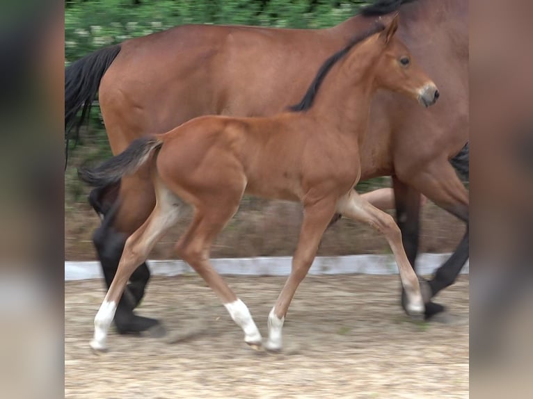 Hannover Stallone 2 Anni 170 cm Baio in Ratekau