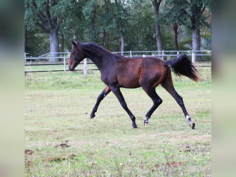 Hannover Stallone 2 Anni 170 cm Baio in Neustadt-Glewe