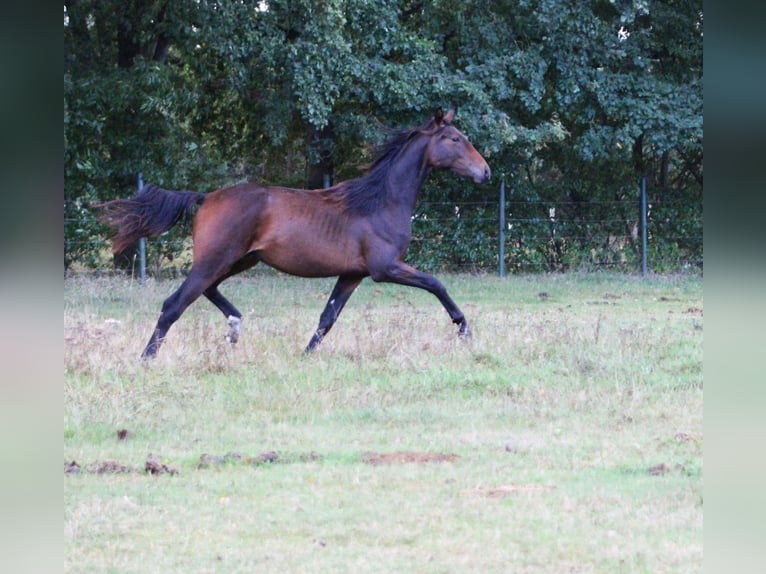 Hannover Stallone 2 Anni 170 cm Baio in Neustadt-Glewe