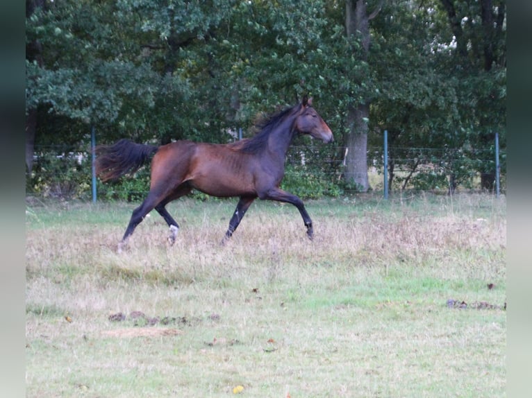 Hannover Stallone 2 Anni 170 cm Baio in Neustadt-Glewe