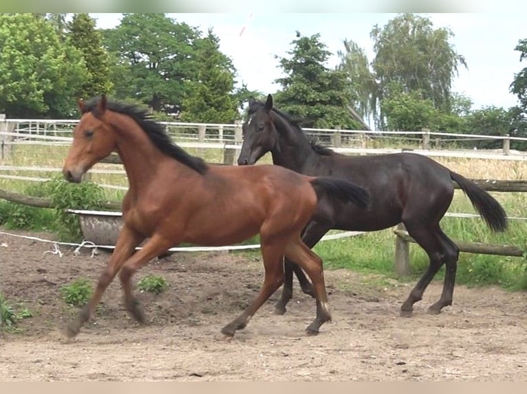 Hannover Stallone 2 Anni 170 cm Baio in Ratekau