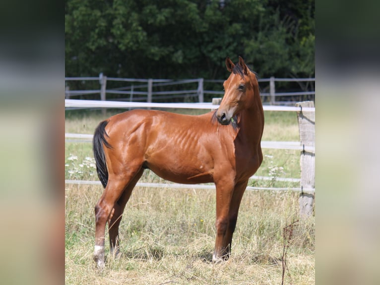 Hannover Stallone 2 Anni 170 cm Baio in Ratekau