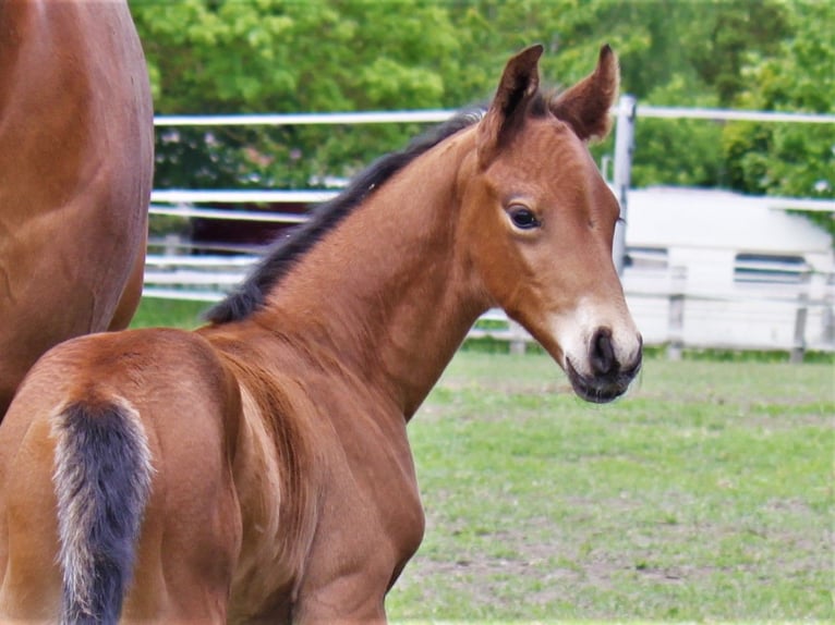 Hannover Stallone 2 Anni 170 cm Baio in Ratekau