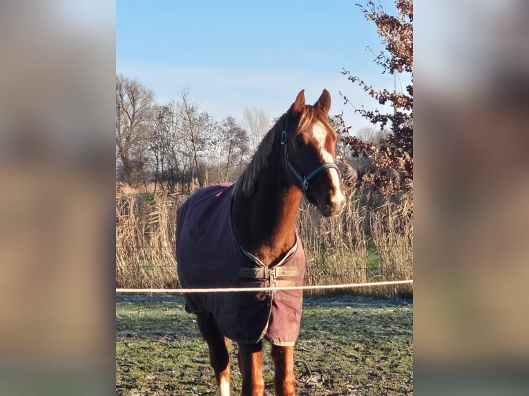 Hannover Stallone 2 Anni 170 cm Baio in Rehburg-Loccum Münchehagen