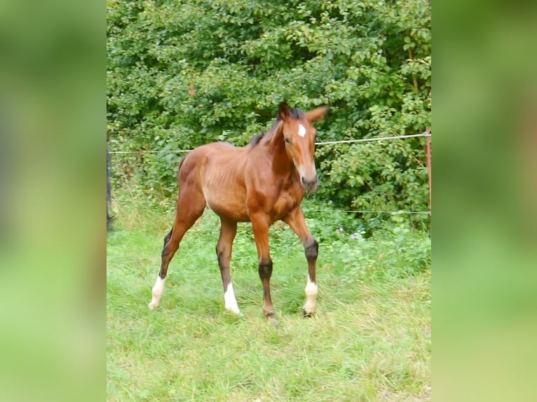 Hannover Stallone 2 Anni 170 cm Baio in Hetschburg