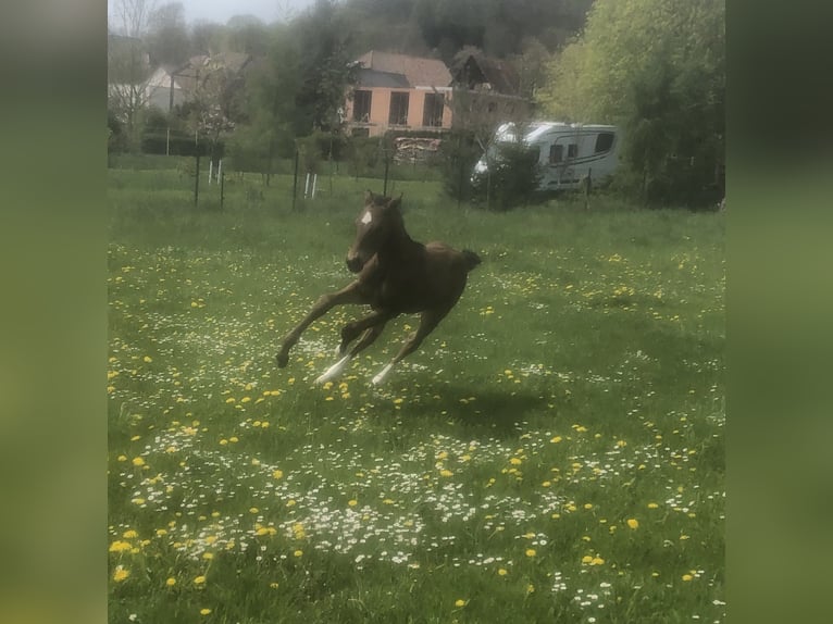 Hannover Stallone 2 Anni 170 cm Baio in Hetschburg