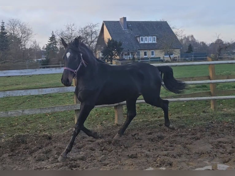 Hannover Stallone 2 Anni 170 cm Baio nero in Winsen (Luhe)