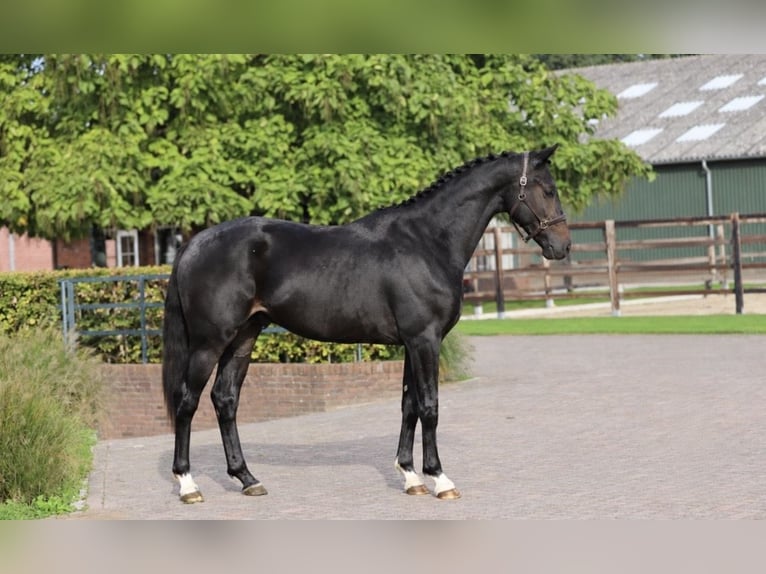 Hannover Stallone 2 Anni 170 cm Baio nero in Zieuwent