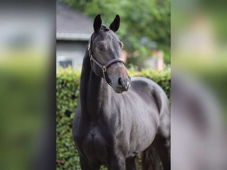 Hannover Stallone 2 Anni 170 cm Baio nero in Zieuwent