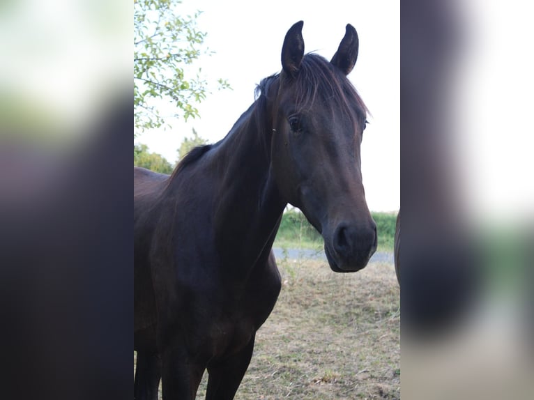 Hannover Stallone 2 Anni 170 cm Baio scuro in Seybothenreuth