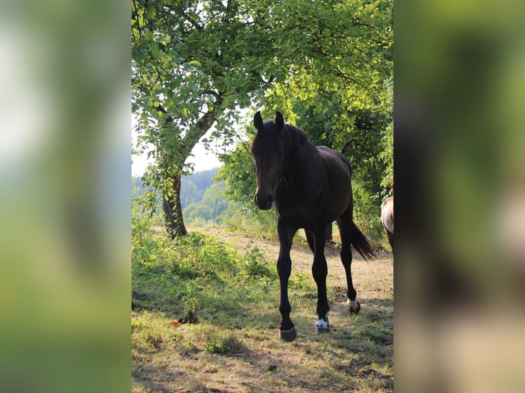 Hannover Stallone 2 Anni 170 cm Baio scuro in Seybothenreuth