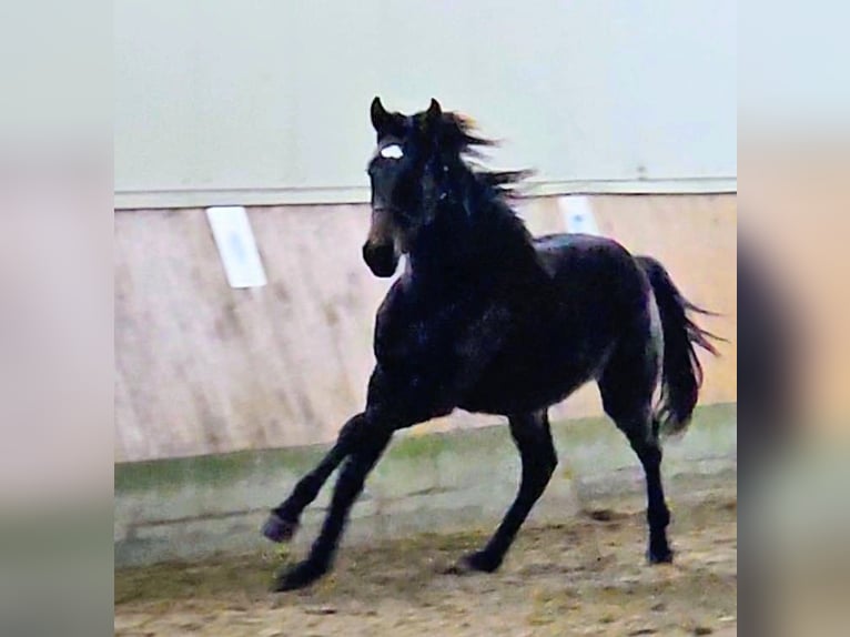 Hannover Stallone 2 Anni 170 cm Baio scuro in Weyhe