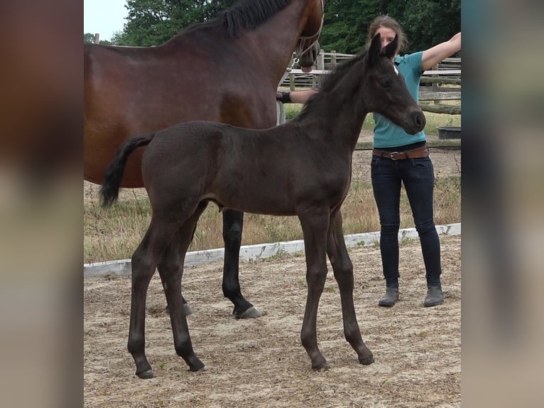 Hannover Stallone 2 Anni 170 cm Morello in Ratekau