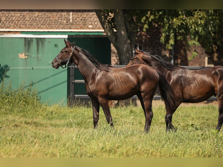 Hannover Stallone 2 Anni 170 cm Morello in Moers