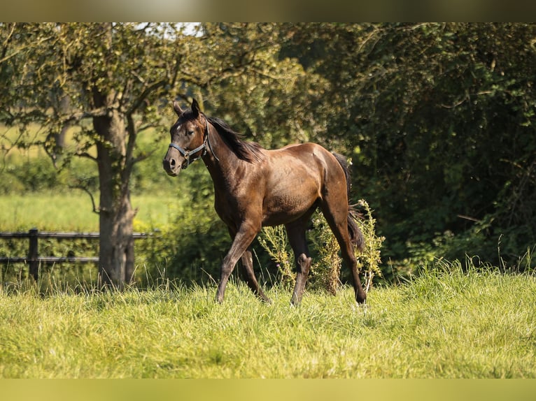 Hannover Stallone 2 Anni 170 cm Morello in Moers