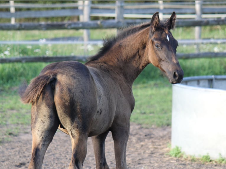 Hannover Stallone 2 Anni 170 cm Morello in Ratekau