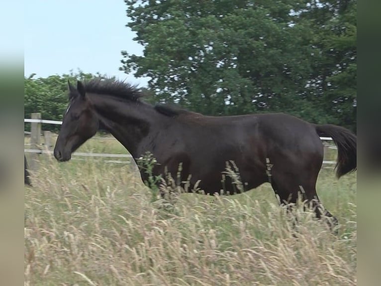 Hannover Stallone 2 Anni 170 cm Morello in Ratekau