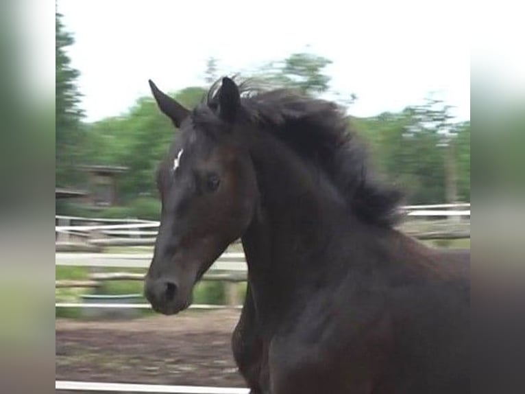 Hannover Stallone 2 Anni 170 cm Morello in Ratekau