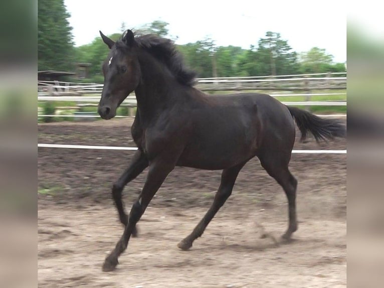 Hannover Stallone 2 Anni 170 cm Morello in Ratekau