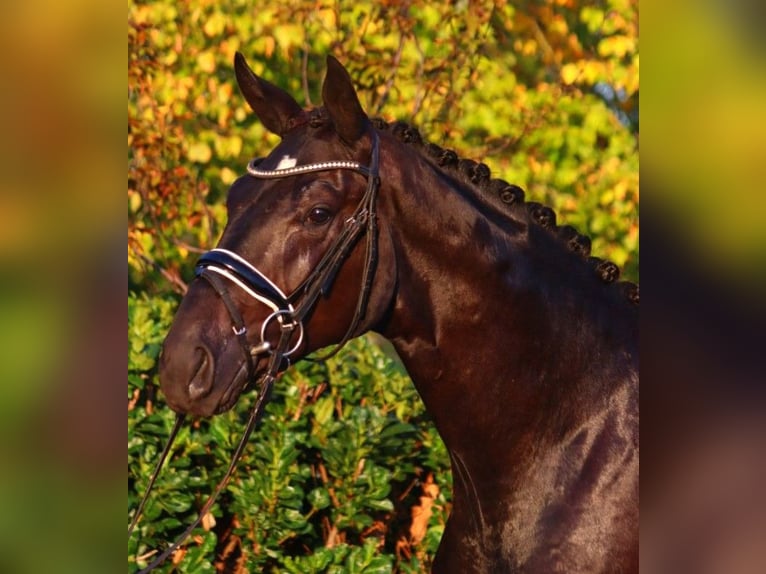 Hannover Stallone 2 Anni 170 cm Morello in Selsingen