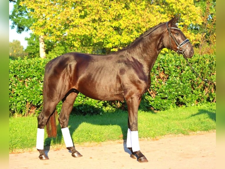 Hannover Stallone 2 Anni 170 cm Morello in Selsingen