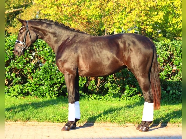 Hannover Stallone 2 Anni 170 cm Morello in Selsingen