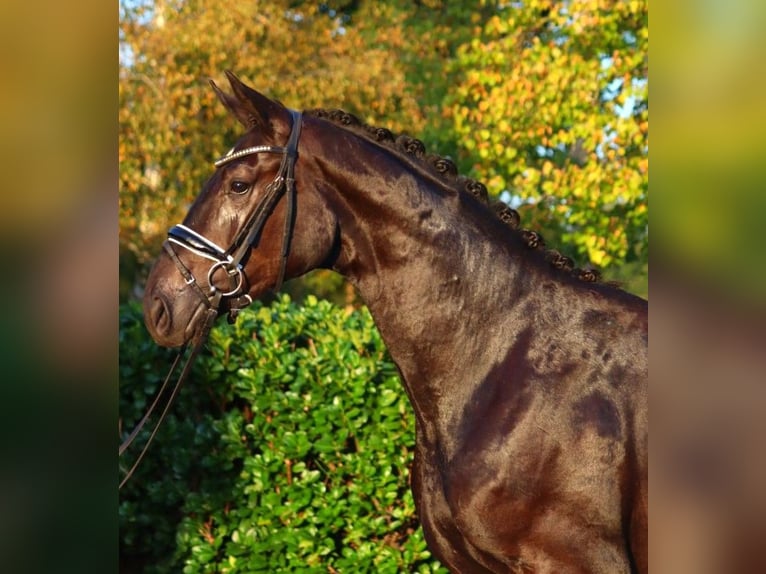 Hannover Stallone 2 Anni 170 cm Morello in Selsingen