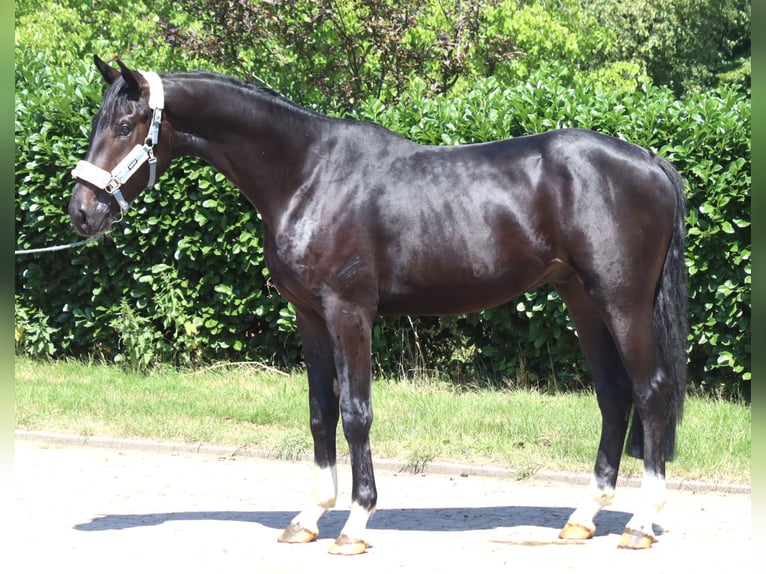 Hannover Stallone 2 Anni 170 cm Morello in Selsingen