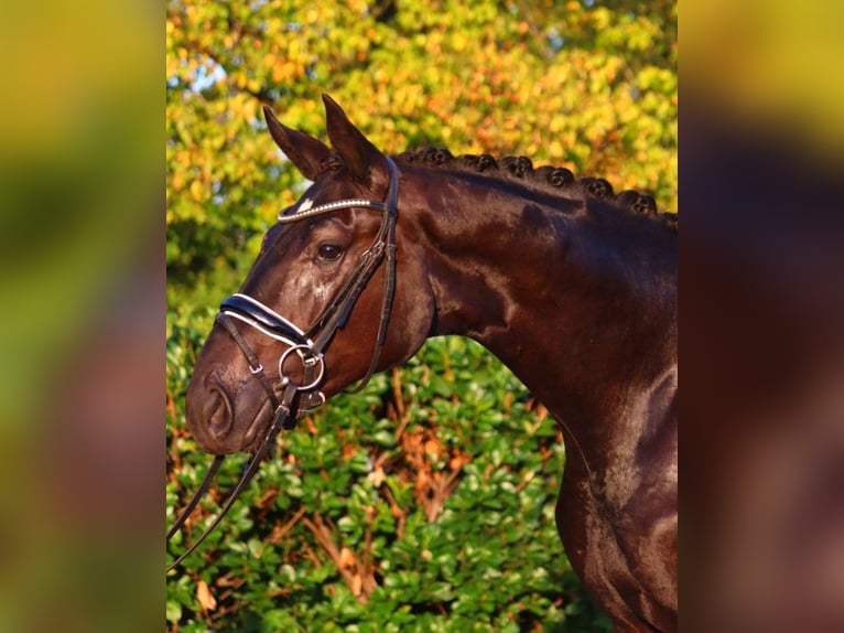 Hannover Stallone 2 Anni 170 cm Morello in Selsingen