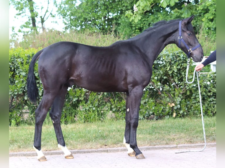 Hannover Stallone 2 Anni 170 cm Morello in Selsingen