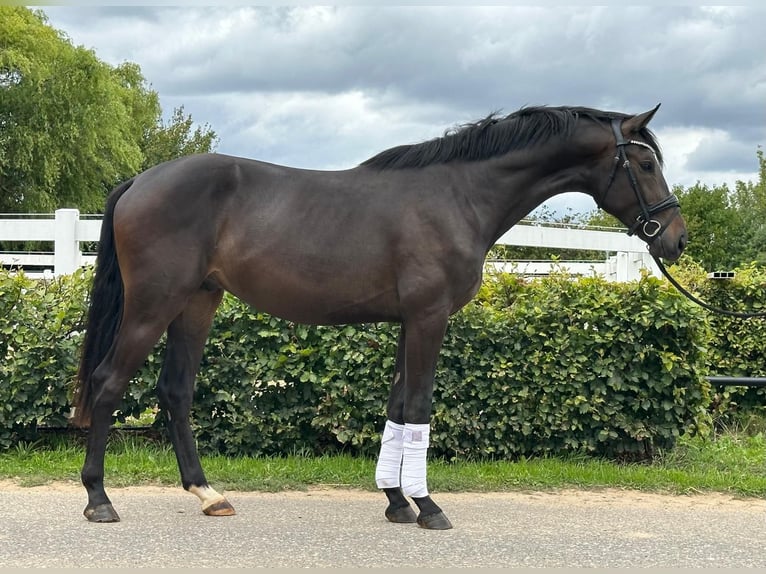 Hannover Stallone 2 Anni 172 cm Baio nero in Weeze