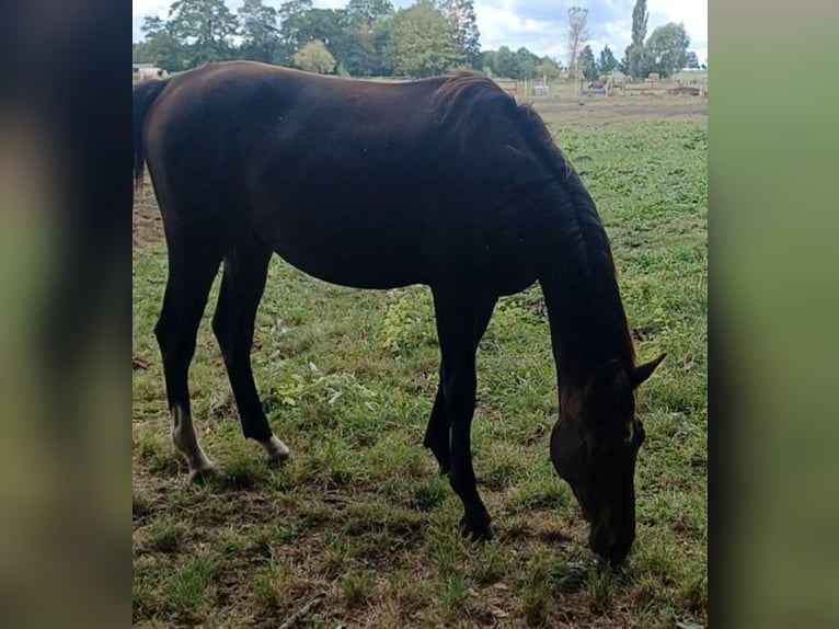 Hannover Stallone 2 Anni 172 cm Baio scuro in Mühlenberge