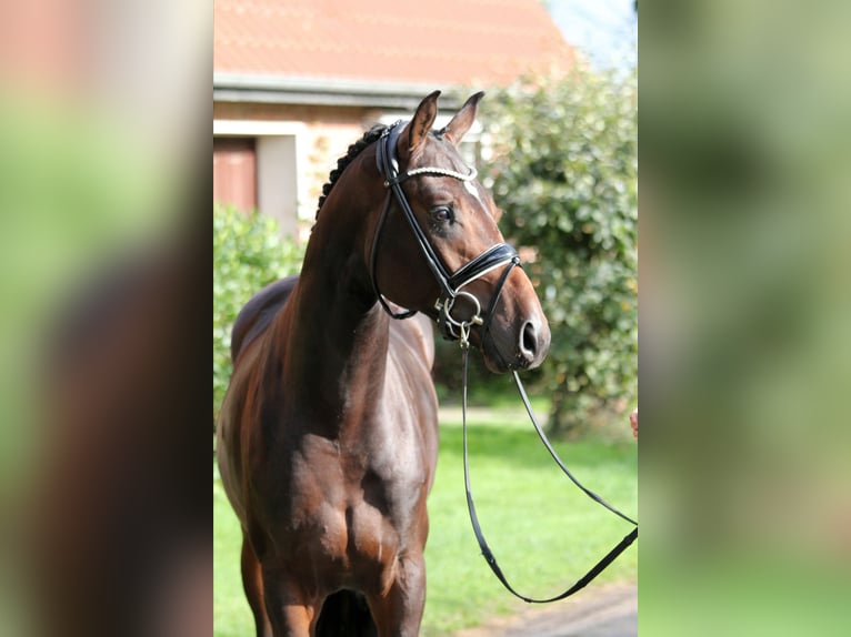 Hannover Stallone 2 Anni 172 cm Baio scuro in Kutenholz