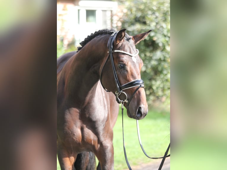 Hannover Stallone 2 Anni 172 cm Baio scuro in Kutenholz