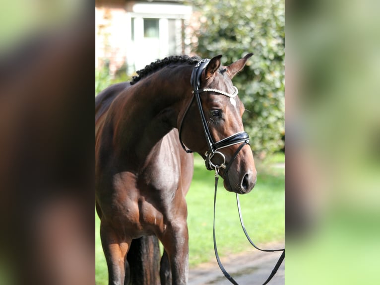 Hannover Stallone 2 Anni 172 cm Baio scuro in Kutenholz