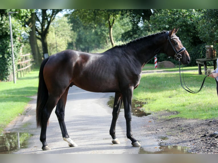 Hannover Stallone 2 Anni 172 cm Baio scuro in Kutenholz