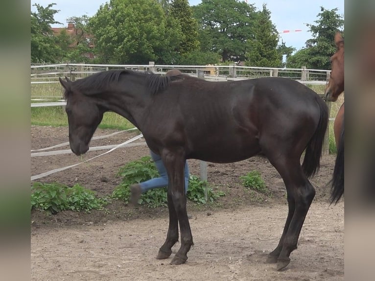 Hannover Stallone 2 Anni 172 cm Morello in Ratekau