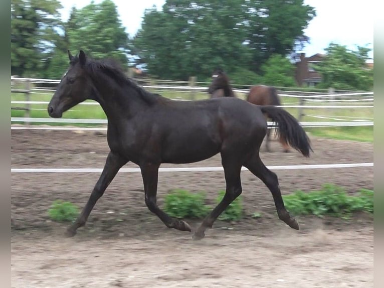 Hannover Stallone 2 Anni 172 cm Morello in Ratekau