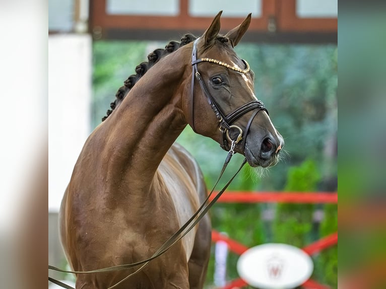 Hannover Stallone 2 Anni 172 cm Sauro scuro in Mnster-Handorf