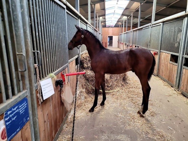 Hannover Stallone 2 Anni 174 cm in Burgstädt