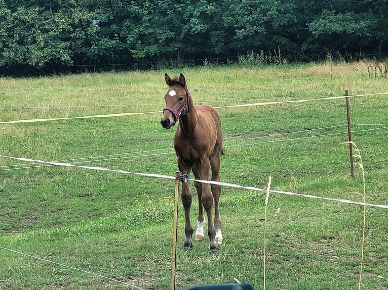 Hannover Stallone 2 Anni 174 cm in Burgstädt