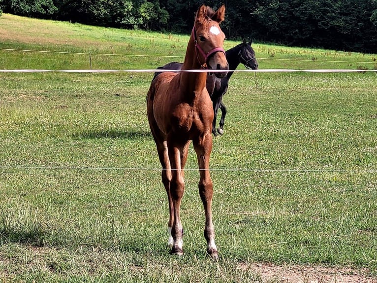 Hannover Stallone 2 Anni 174 cm in Burgstädt