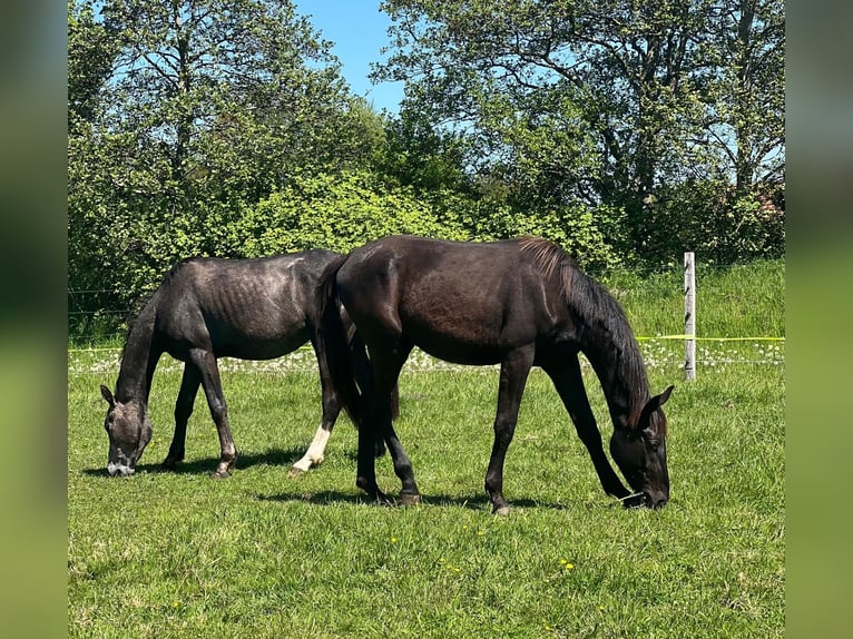 Hannover Stallone 2 Anni 180 cm Morello in Gro&#xDF;heide Berumerfehn