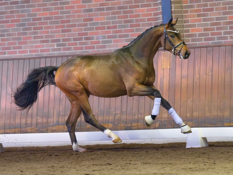 Hannover Stallone 2 Anni Baio in Pölchow