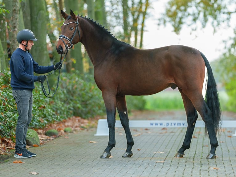 Hannover Stallone 2 Anni Baio in Pölchow