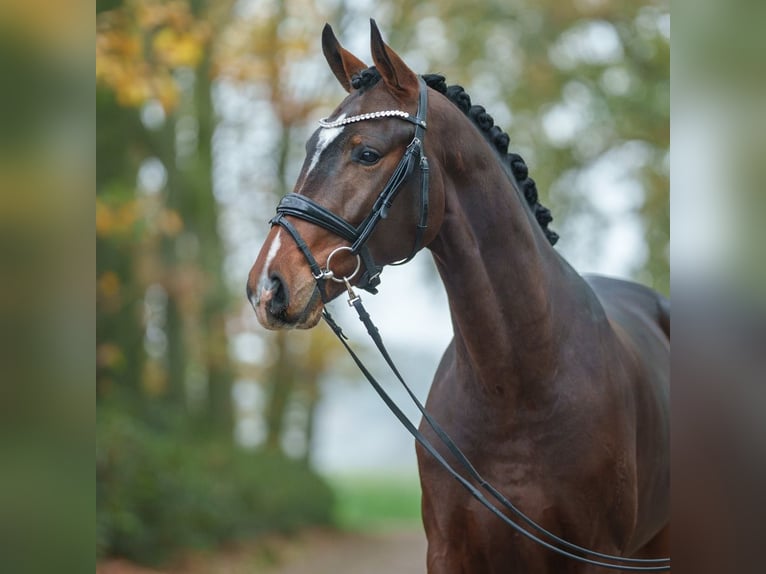 Hannover Stallone 2 Anni Baio in Rostock