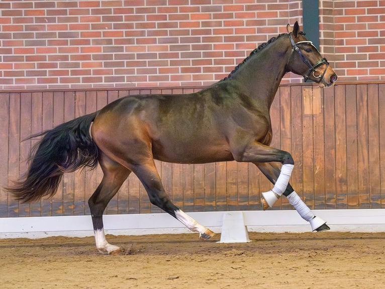 Hannover Stallone 2 Anni Baio in Rostock